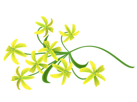 Star of Bethlehem flowers (Gagea lutea, Ornithogalum).  Hand drawn vector illustration of yellow spring flowers on white background.