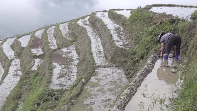 Zhuang rice farmer looks down hill