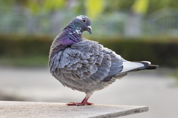 full body of homing pigeon bird preening feather in green park
