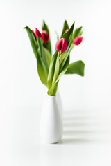 Fototapeta na wymiar Close up macro shot of several freshly cut single red and pink tulips in white vases on on white background