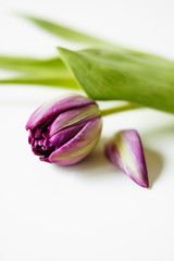 Obraz premium Close up macro shot with selective focus of freshly cut lilac tulip blossom with green stem and leaves on white background