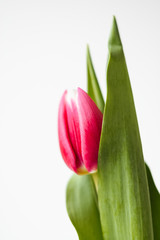 Naklejka premium Close up macro shot with selective focus of freshly cut red and pink tulip blossom with green stem and leaves isolated on white background