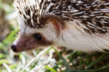  African white- bellied hedgehog