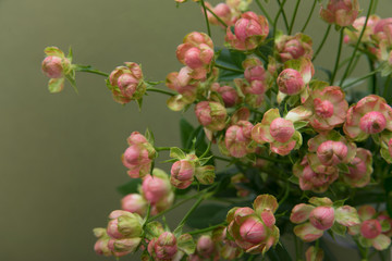 ピンクのミニバラ