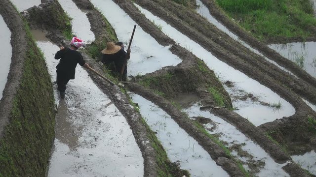 Two Zhuang rice farmers working the land