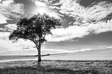 Fototapeta premium Czarno-białe drzewo ze słońcem