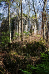 The woods in the spring.