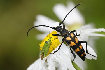 Four-banded longhorn beetle, Leptura quadrifasciata, and a green grass bug,  Calocoris affinis
