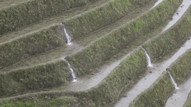 Water flowing from rice terrace to next rice farm