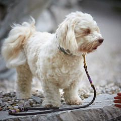 White havanese dog waiting obidient on a leash - 186980184