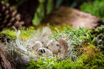 Closeup of small eggs for Easter in forest at sunrise