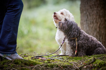 Dog obedience training with two havanese dogs in forest with dog lead
