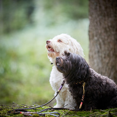 Dog obedience training with two havanese dogs in forest with dog lead