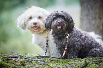 Portrait of two cute havanese dogs with dog leash sitting in forest and looking