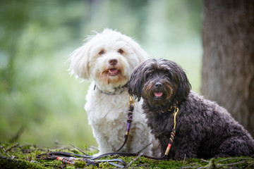 Portrait of two cute havanese dogs with dog leash sitting in forest and looking - 186980350