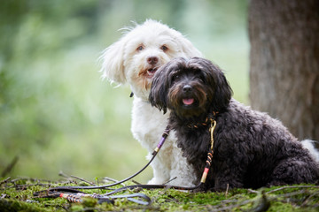Portrait of two cute havanese dogs with dog leash sitting in forest and looking