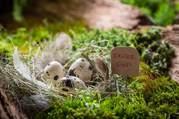 Closeup of quail eggs for Easter in the nest