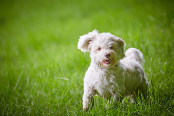 White havanese dog running through the green grass