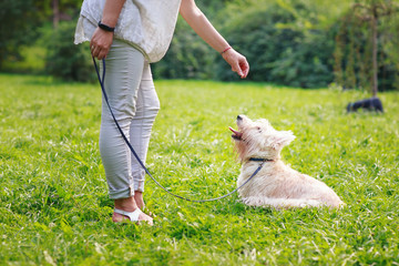 Woman giving a food to a dog in park