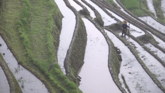 Lone Zhuang rice farmer works terrace