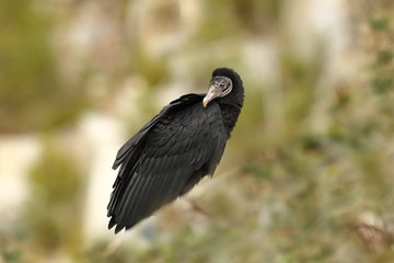Coragyps atratus. Photographed in the Czech Republic. From bird life. Nature. Beautiful picture.