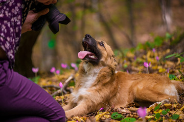 Happy dog laying on ground in forest and photographed by its owner during autumn. Colorful flowers and fallen leaves all around.