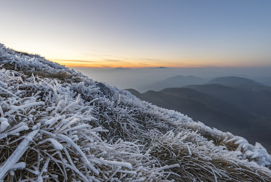 Italy, Marche, frost-covered plants on Monte San Vicino