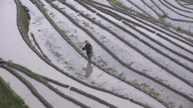 Rice farmer carefully walks edge of rice field