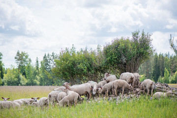 Fototapeta premium The herd of sheep standing on small hill of rocks under trees, hiding from sun rays and eating grass 