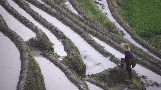 Tired poor rice farmer resting