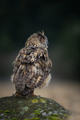 Bubo bubo. Owl in the natural environment. Wild nature. Autumn colors in the photo. Owl Photos.Owl. Photo is taken in the State Czech Republic.