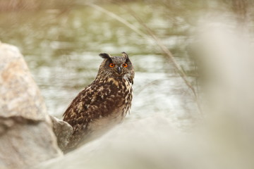 Bubo bubo. Owl in the natural environment. Wild nature. Autumn colors in the photo. Owl Photos.Owl. Photo is taken in the State Czech Republic.