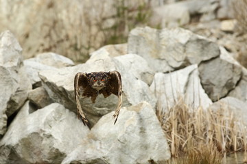 Bubo bubo. Owl in the natural environment. Wild nature. Autumn colors in the photo. Owl Photos.Owl. Photo is taken in the State Czech Republic.