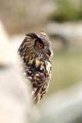 Bubo bubo. Owl in the natural environment. Wild nature. Autumn colors in the photo. Owl Photos.Owl. Photo is taken in the State Czech Republic.