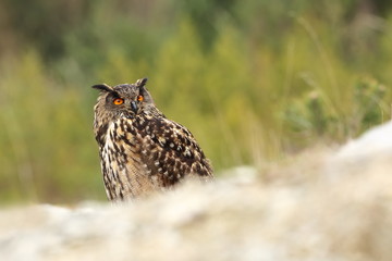 Bubo bubo. Owl in the natural environment. Wild nature. Autumn colors in the photo. Owl Photos.Owl. Photo is taken in the State Czech Republic.