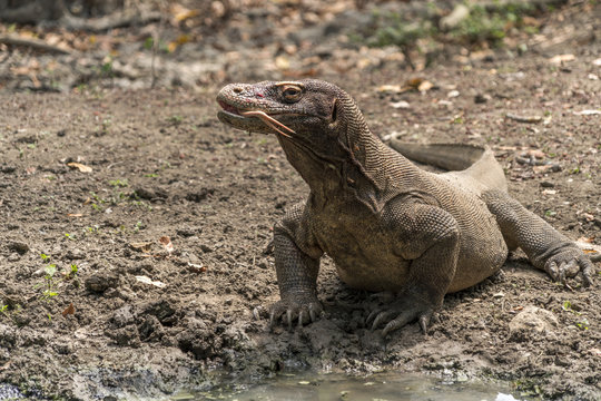 Komodo dragon, Varanus komodoensis