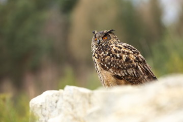 Bubo bubo. Owl in the natural environment. Wild nature. Autumn colors in the photo. Owl Photos.Owl. Photo is taken in the State Czech Republic.