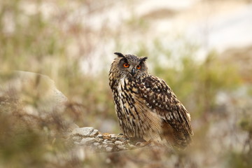 Fototapeta premium Bubo bubo. Owl in the natural environment. Wild nature. Autumn colors in the photo. Owl Photos.Owl. Photo is taken in the State Czech Republic.