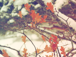 Branches de chêne avec feuilles en hiver sous la neige, vintage