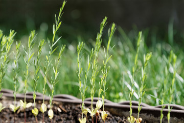 Many young seedlings