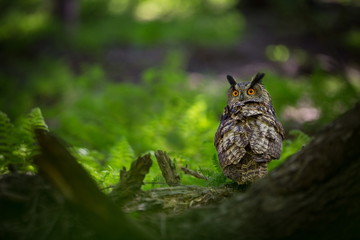 Bubo bubo. Owl in the natural environment. Wild nature. Autumn colors in the photo. Owl Photos.Owl. Photo is taken in the State Czech Republic.