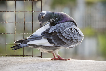 homing pigeon bird preening feather at home loft