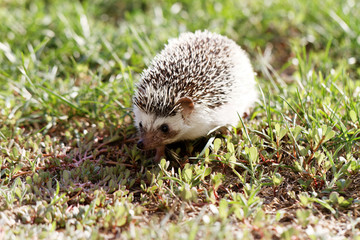  African white- bellied hedgehog