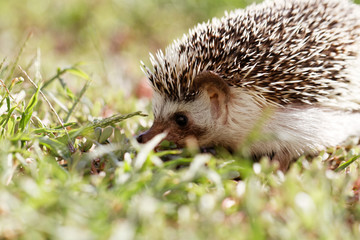  African white- bellied hedgehog