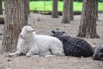 Naklejka premium Two sheep laying on ground in small farm surrounded by forest trees and wooden fence