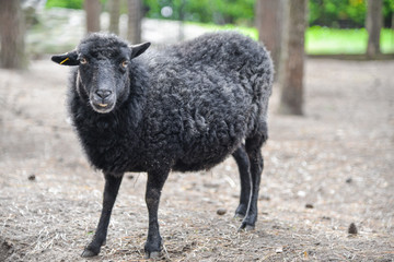 Black sheep in small farm surrounded by forest trees and wooden fence