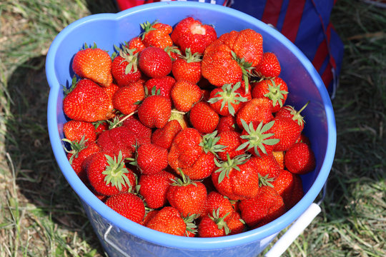 strawberry and bucket field