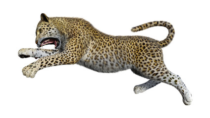 3D Rendering Big Cat Leopard on White