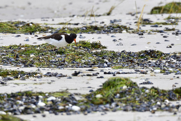 Austernfischer an der Ostsee bei der Futtersuche