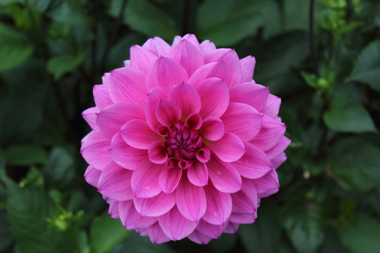 pink dahlia flower vicus beda